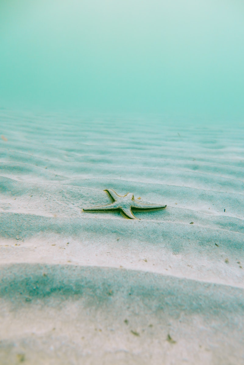 white starfish on sand underwater during daytime