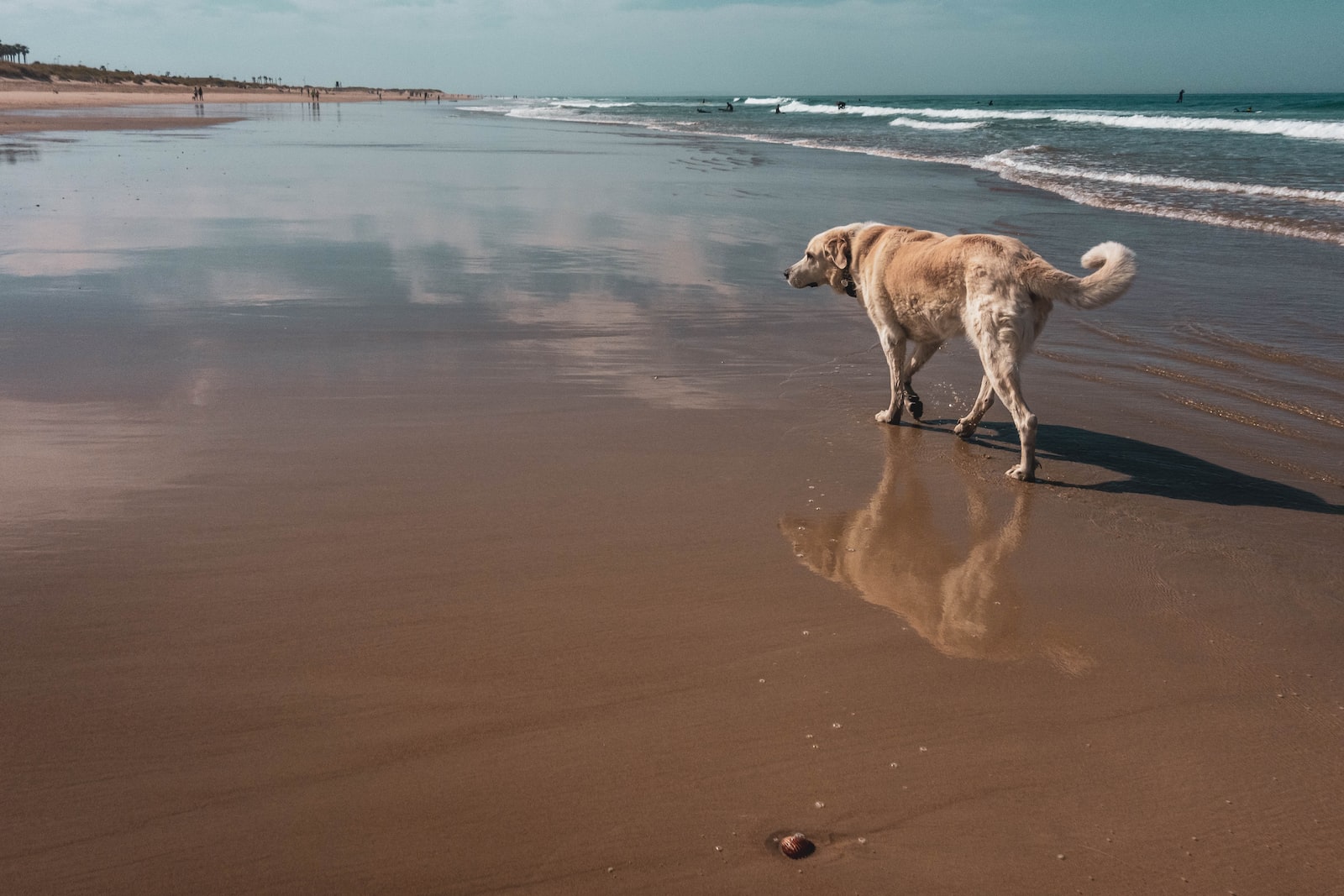 brown short coated dog walking on brown sand during daytime